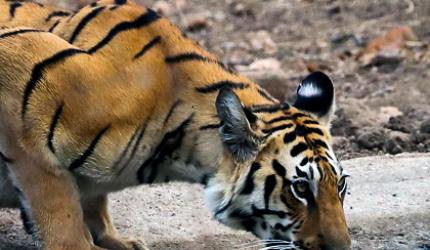 Tiger diaries: She came out for a drink