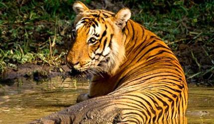 In pix: The tigers of India