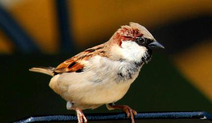 Don't miss! Adorable pics of sparrows