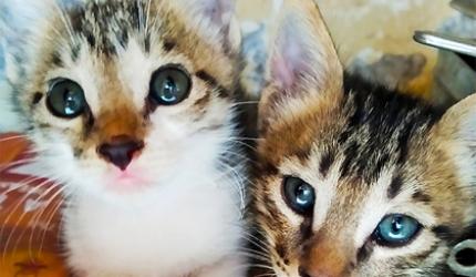 Pet pics: Tom and Jerry, the adorable cats