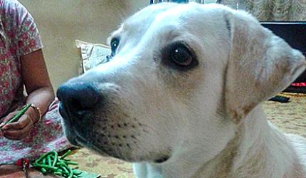 Meet the dog who understands Bengali