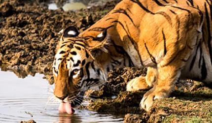 In pix: The fierce and famous tigers of Tadoba