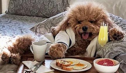 Wow! This dog lives a celebrity's life