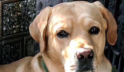 Pet pics: The labrador who loves tomato