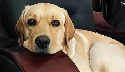 Pet pics: 'Ronny loves the sofa chair'