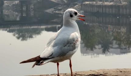 Pix: Seagulls flock Mumbai