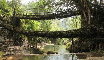 Meghalaya's Awesome Living Root Bridges