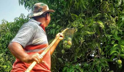 Summer Pics: Time To Pluck Mangoes!