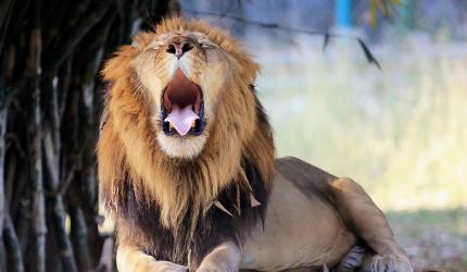 Ever Seen A Lion Yawn?