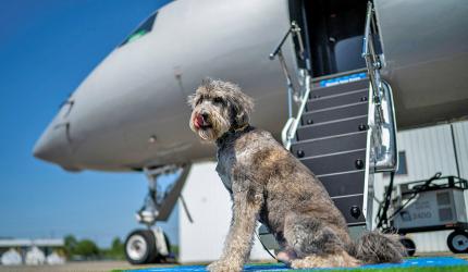 Bark Air, An Airline For Dogs!