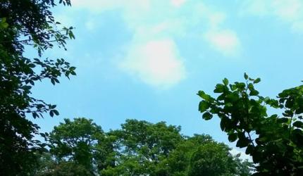 8 Indian States With The Most Forests