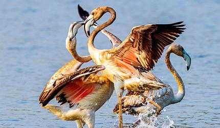 A Heart Surgeon's Stunning Wildlife Photographs