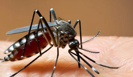 India's First Dengue Vaccine Likely To Be Ready By 2026