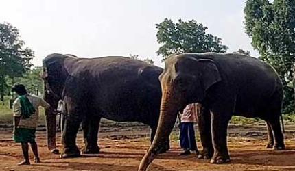 How these elephants were saved