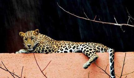 Watch: Brave Old Woman Fights Off Leopard