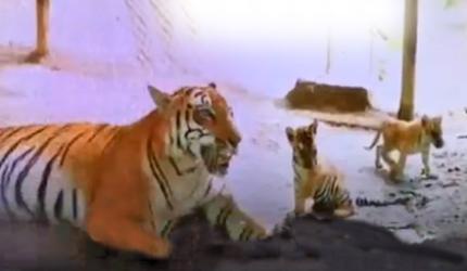 Aww! Meet These Li'l Tigers