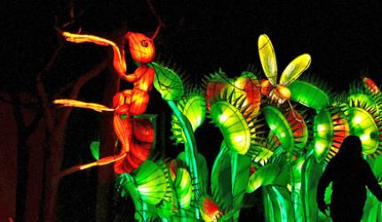 Giant Bugs Light Up Belgium Zoo