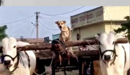 The Dog Who Drives A Bullock Cart