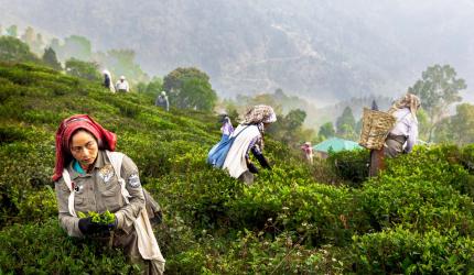 SEE: Where Darjeeling Tea Comes From