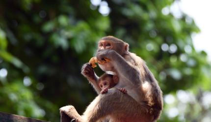 Langur mimics to scare off monkeys during G20 meet