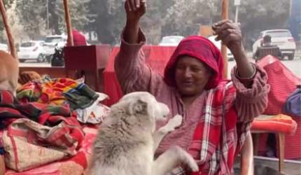 Meet Delhi's 'Dog Amma'