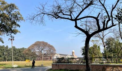 The Tree That Lived For 704 Years