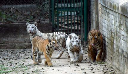 Meet Patna's Four Tiger Cubs