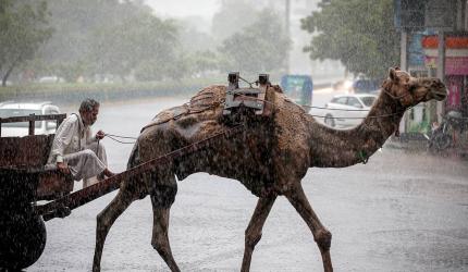 Ship Of The Desert Marooned In The Rain