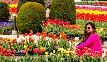 When Nature Rolled Out Its Tulip Carpet