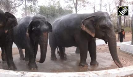 Summer Heat Catches Up With Elephants