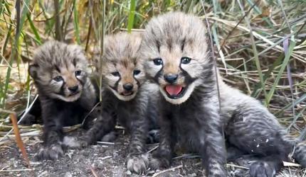 Ambani's Vantara Welcomes 5 Cheetah Cubs