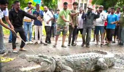 When A Crocodile Goes To College...