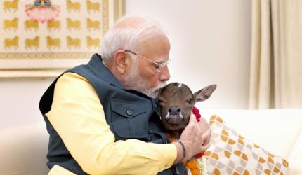 Meet Modi's new family member, 'Deepjyoti'