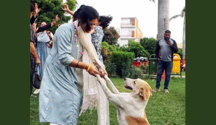 Victory For Pooches