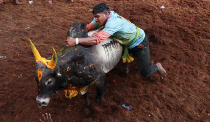 Jallikattu Leads Pongal Celebrations