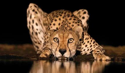 Dr Ramakant Panda's Heart Beats For Wildlife Too