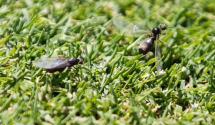 When flying ants invaded Wimbledon