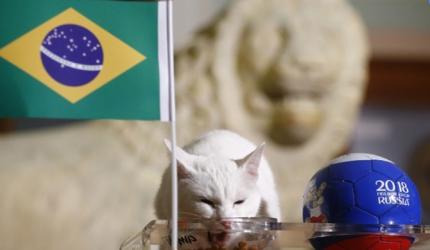 Feline fortune-teller backs Brazil to beat Costa Rica