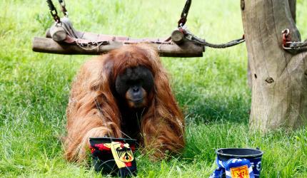 EURO: Oracle orangutan backs Germany to win opener