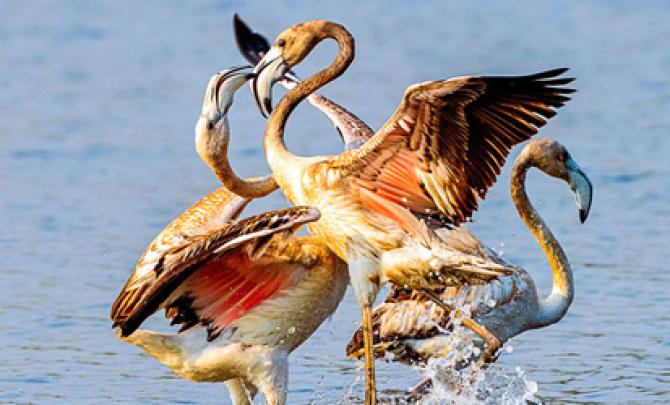 A Heart Surgeon's Stunning Wildlife Photographs