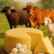 Say Cheese: India's Own 9 Special Varieties