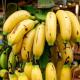 A Banana Every Day? 8 Reasons