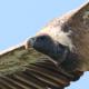The Man Who Captures Vultures On Camera
