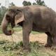 Maha steps up efforts to bring back elephant Mahadevi