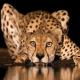 Dr Ramakant Panda's Heart Beats For Wildlife Too