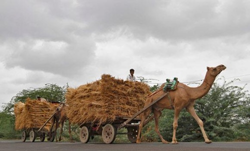 Farmers travel on camel carts loaded with hay at Shrinagar village.