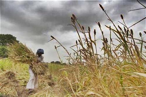 A farmer harvests partially damaged crop due to lack of rain.