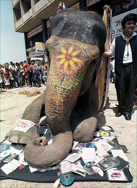 An elephant crushes compact discs containing pirated software, seized during recent anti-piracy raids, in New Delhi.