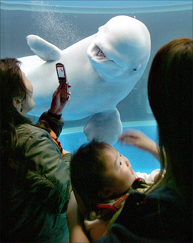 A tourist takes photos of a beluga whale with her mobile phone at the Hakkeijima Sea Paradise in Yokohama, south of Tokyo.