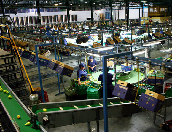 Works packing fruit for export in a Graaff-Fruit packing house in Ceres, South Africa.